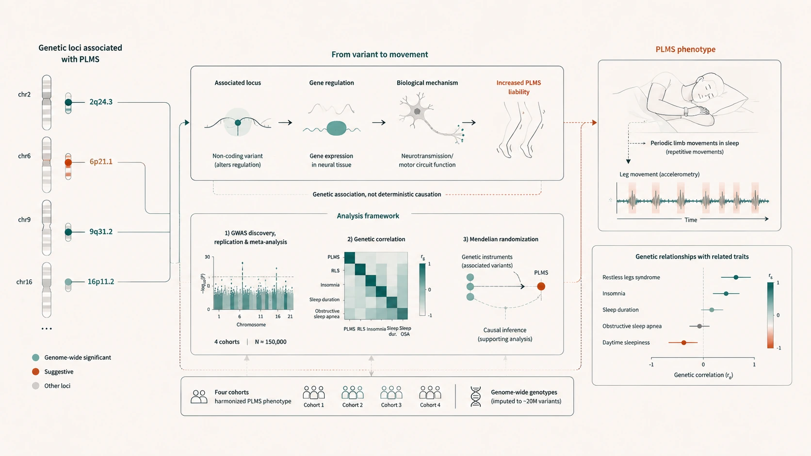 Diagram of a genome-wide association study linking genetic loci to periodic limb movements in sleep, from associated variants through gene regulation to leg-movement accelerometry and genetic correlations with related traits.