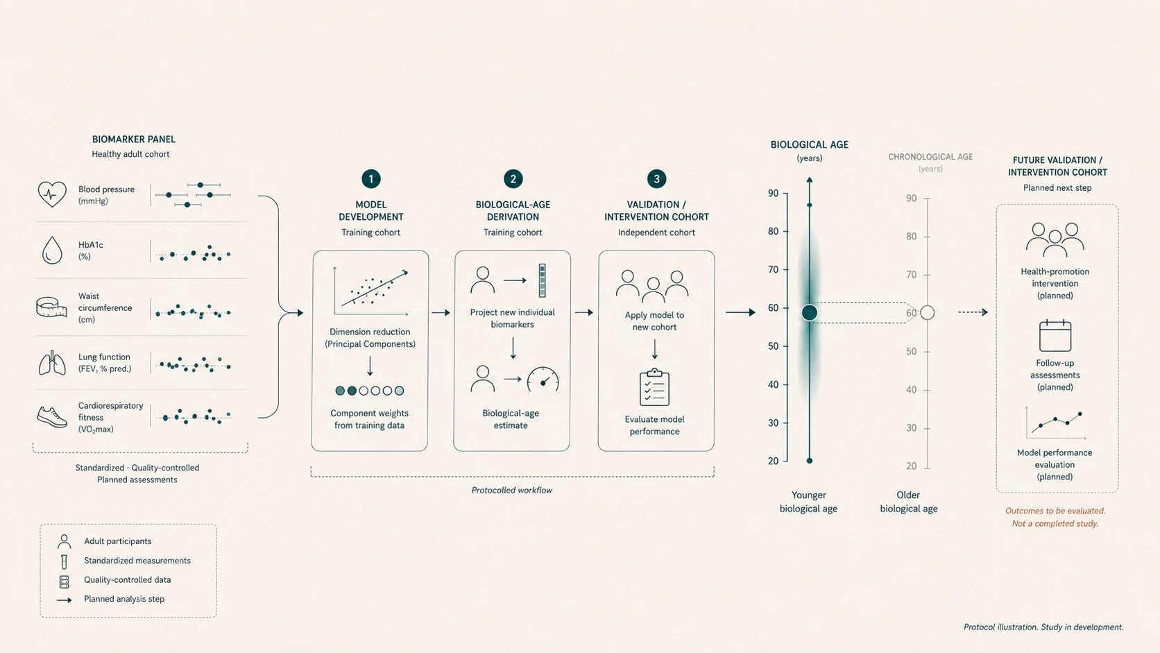Diagram of a biological-age model development protocol, from a biomarker panel through model training to a planned validation and health-promotion intervention cohort.