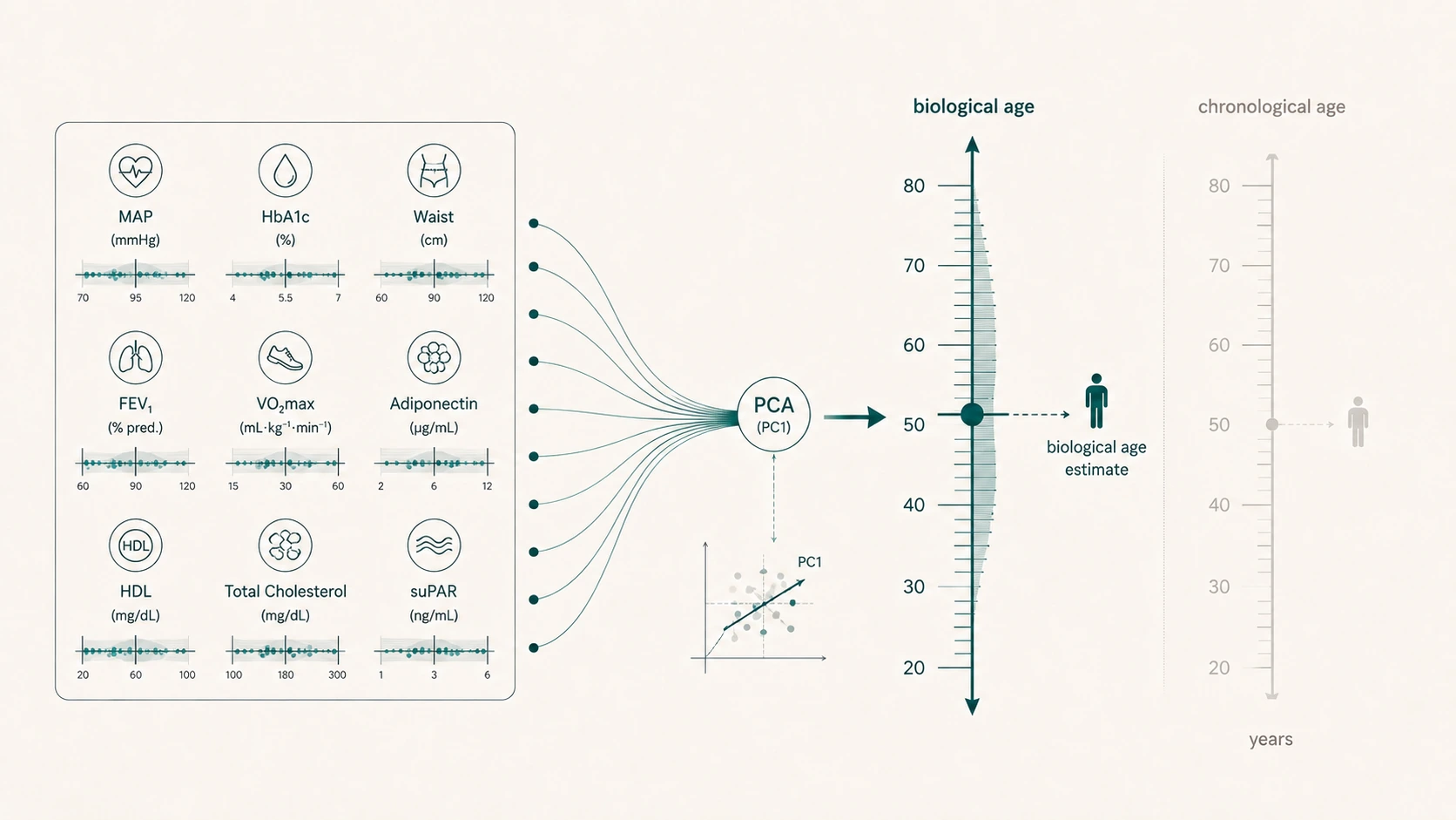 Diagram of a biological-age estimation model combining nine physiological biomarkers via principal component analysis into a single biological-age estimate compared with chronological age.