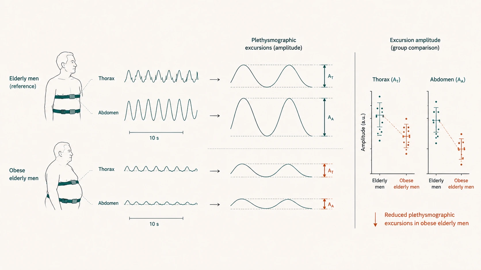Diagram comparing thoracic and abdominal plethysmographic excursion amplitude between elderly men and obese elderly men, showing reduced excursions in the obese group.