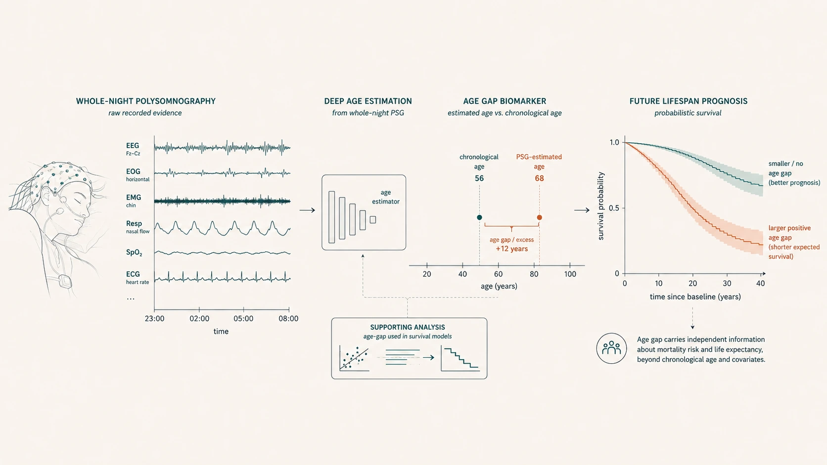 Diagram of deep-learning age estimation from whole-night polysomnography, showing the age-gap biomarker between chronological and PSG-estimated age and its association with future survival probability.