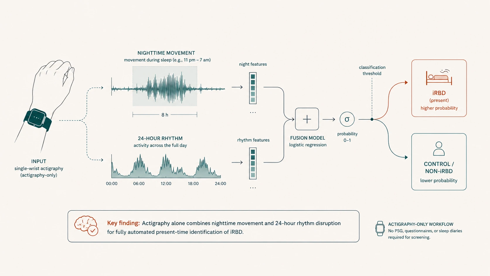 Diagram of a fully automated iRBD detector using only wrist actigraphy, combining nighttime movement and 24-hour rhythm features into an iRBD probability, without polysomnography or questionnaires.