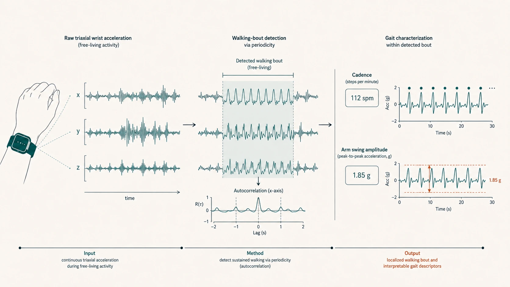 Diagram of walking-bout detection from free-living wrist accelerometry using autocorrelation, with resulting cadence and arm-swing amplitude measures.