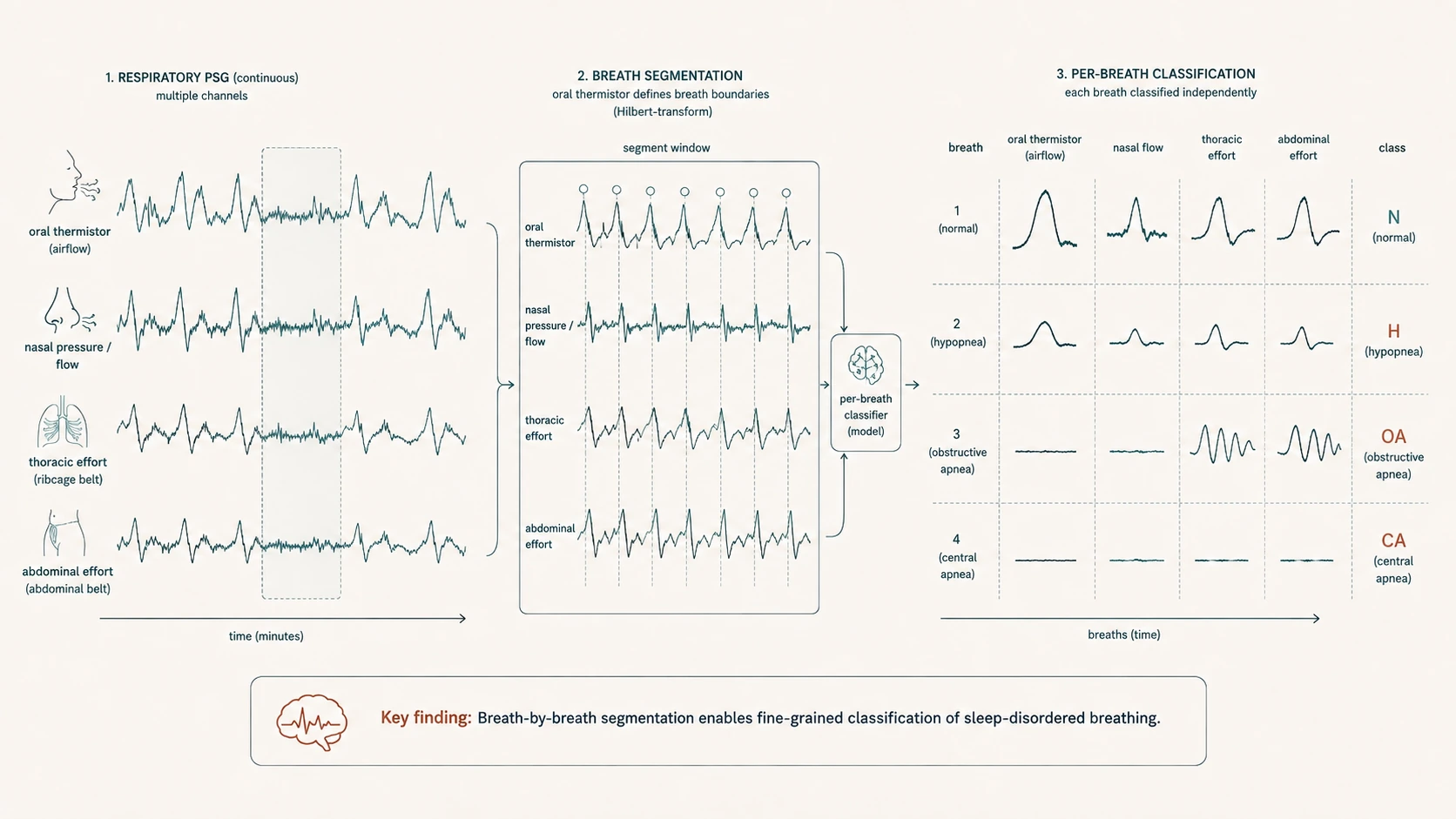 Diagram of per-breath sleep-apnea classification, segmenting respiratory PSG signals into individual breaths and classifying each as normal, hypopnea, obstructive apnea, or central apnea.
