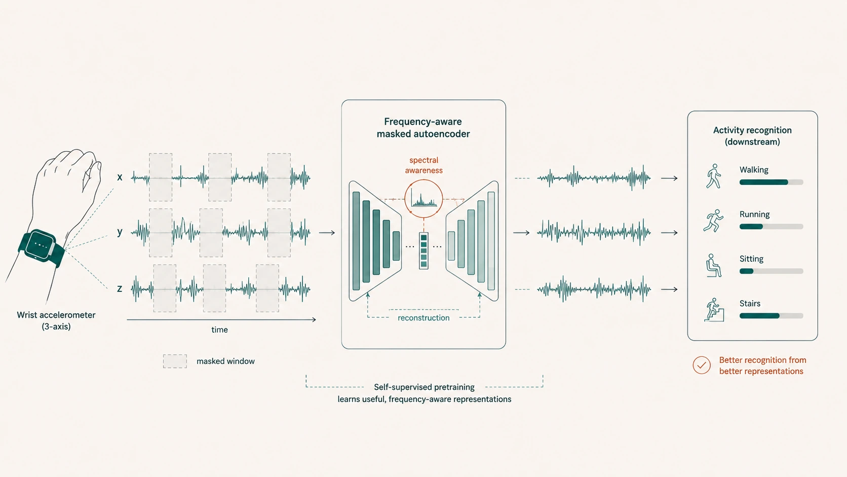 Diagram of a frequency-aware masked autoencoder pretrained on wrist-accelerometer data for downstream human activity recognition (walking, running, sitting, stairs).