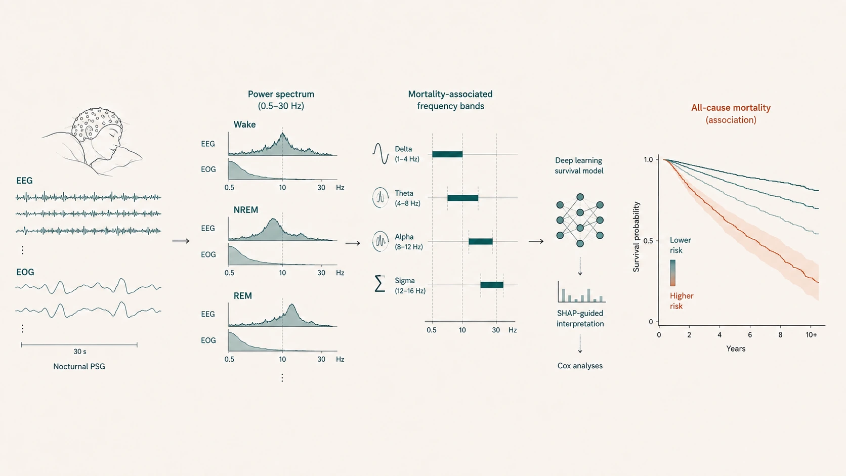 Diagram of mortality-associated EEG/EOG frequency-band analysis across sleep stages, feeding a deep-learning survival model that separates lower- and higher-risk survival curves.
