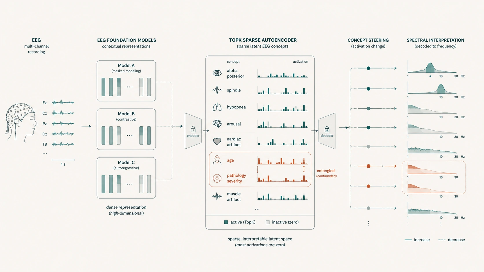 Diagram of a sparse autoencoder decomposing EEG foundation-model representations into interpretable concepts (spindle, hypopnea, arousal, age, pathology) with concept steering and spectral interpretation.