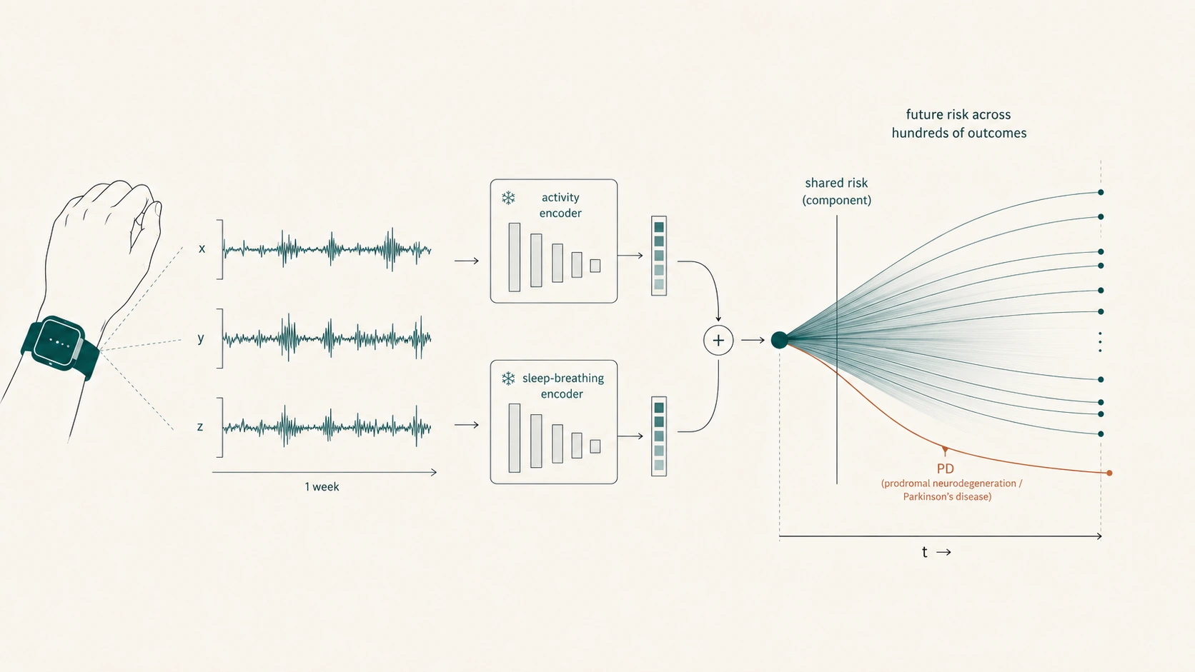 Diagram of dual foundation models combining activity and sleep-breathing encoders from a week of wrist accelerometry into a shared risk representation predicting future disease risk across many health outcomes.