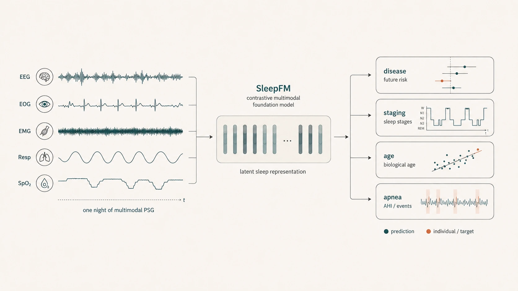 Diagram of SleepFM, a contrastive multimodal foundation model trained on one night of polysomnography, producing a shared latent sleep representation for disease-risk, sleep-staging, age, and apnea prediction.