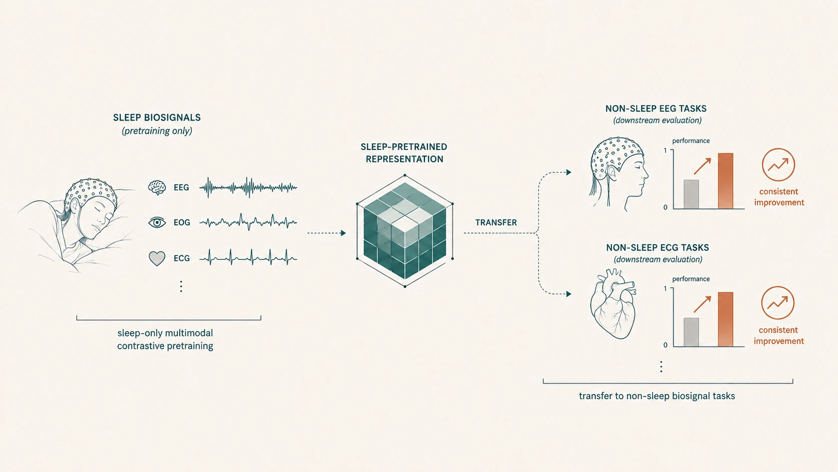 Diagram of sleep-only contrastive pretraining producing a shared representation that transfers to non-sleep EEG and ECG tasks with consistent performance improvement.